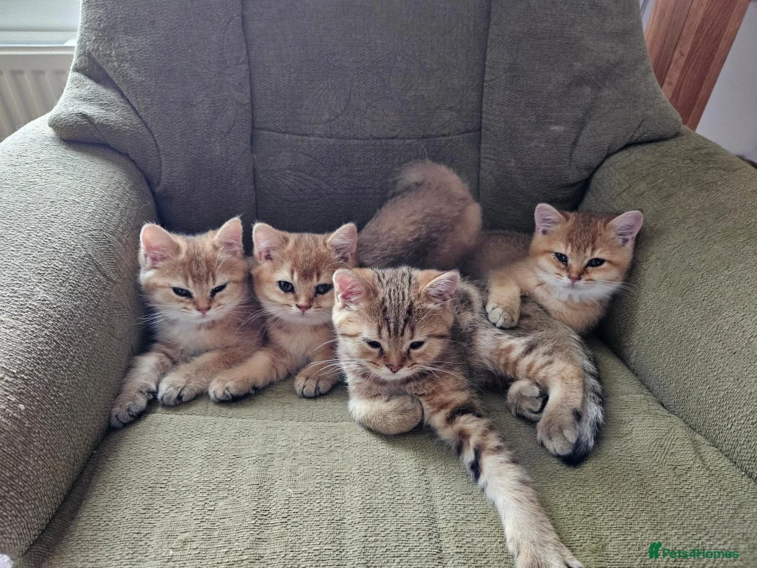 British Shorthair cats for sale: Stunning Purebred Golden BSH Kittens - Advert 1