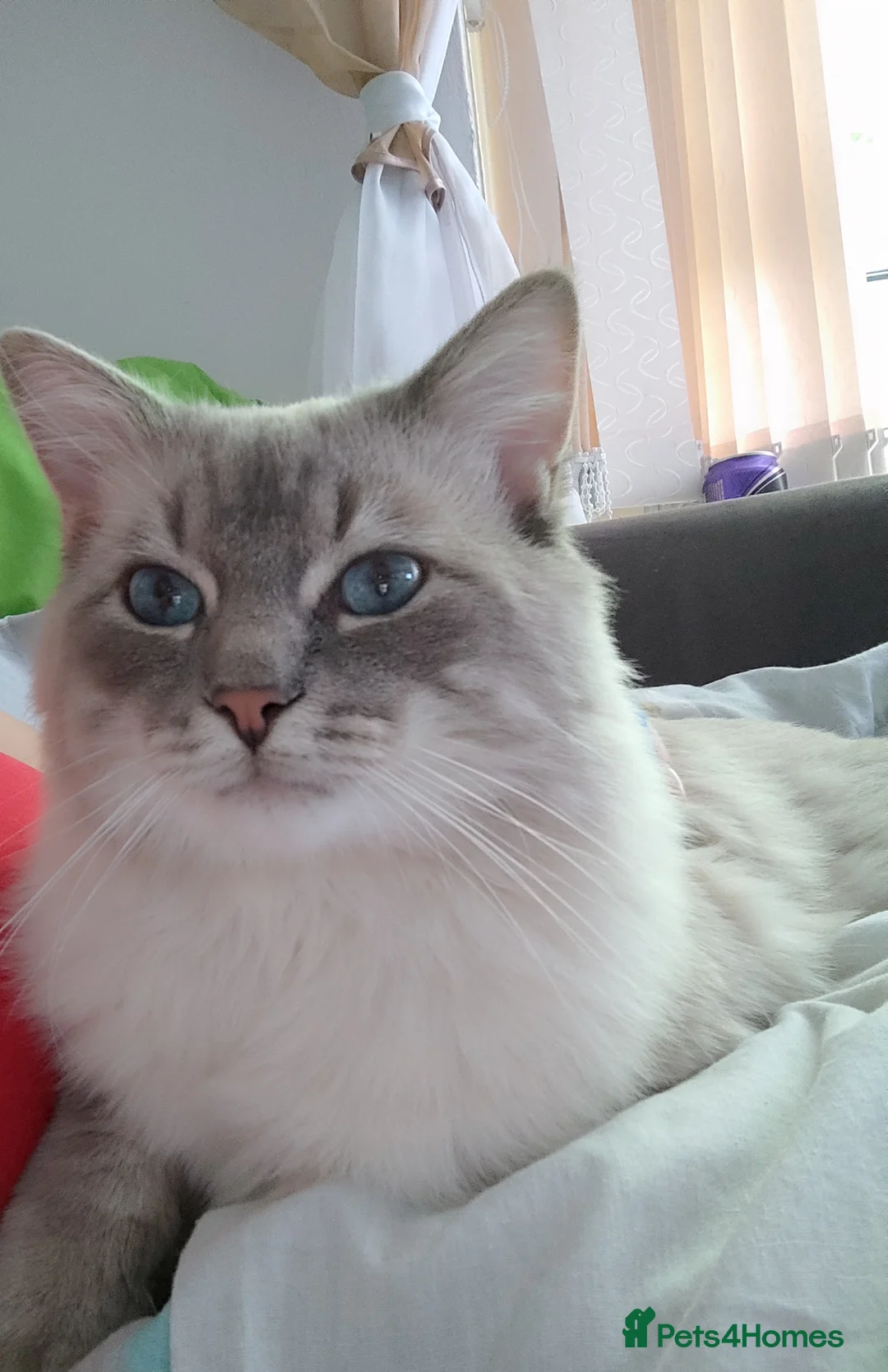 Ragdoll cats for stud: 100% proven boy for stud in Wakefield - Advert 2