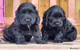 Cocker Spaniel dogs for sale: Health tested Champion parents show type male!!!  - Image 2