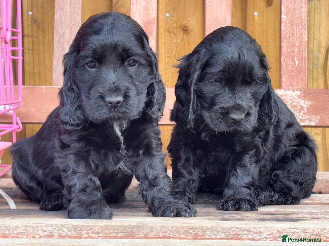 Cocker Spaniel dogs for sale: Health tested Champion parents show type male!!!  - Image 2