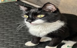 British Shorthair cats for sale: British Shorthair & DSH - Bonded House Cats - Image 8