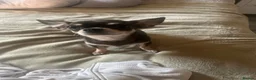 Chihuahua dogs for sale: 3 chi pups looking for forever homes   in Glasgow - Advert 2