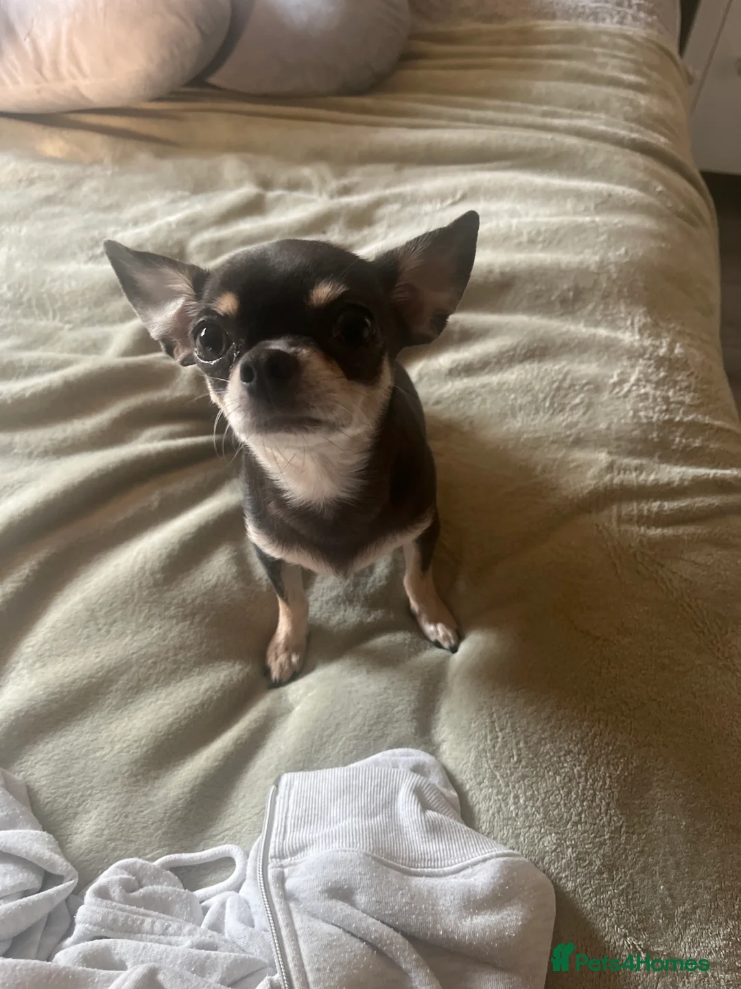 Chihuahua dogs for sale: 3 chi pups looking for forever homes   in Glasgow - Advert 2