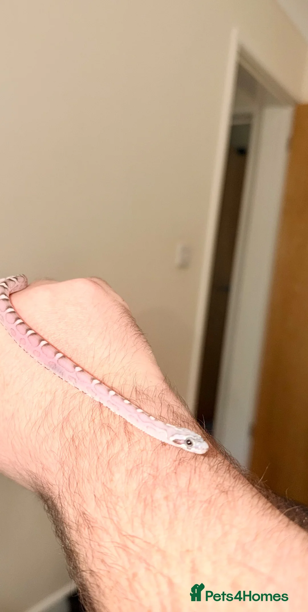 Corn Snake reptiles for sale: Scaleless anerys and anery cornsnakes  - Advert 3