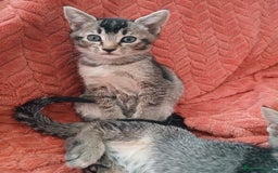 Oriental cats for sale: 2girls 1 boy - Advert 22