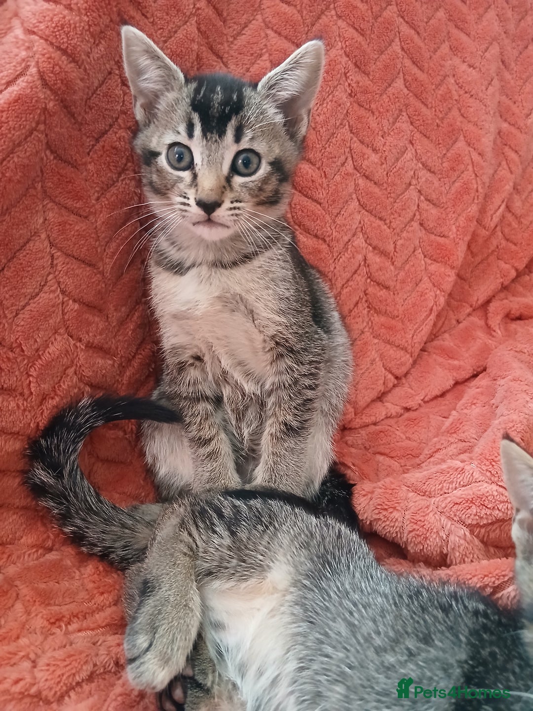 Oriental cats for sale: 2girls 1 boy - Advert 22