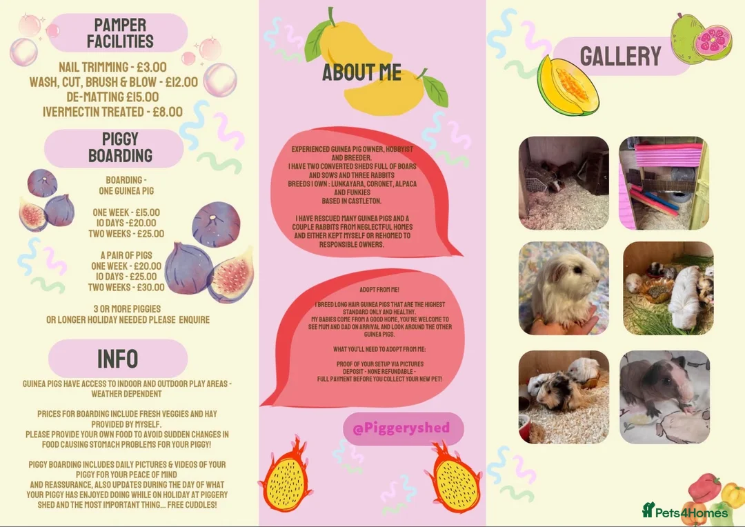 Guinea Pig rodents for sale: Guinea pig boarding services  - Advert 2