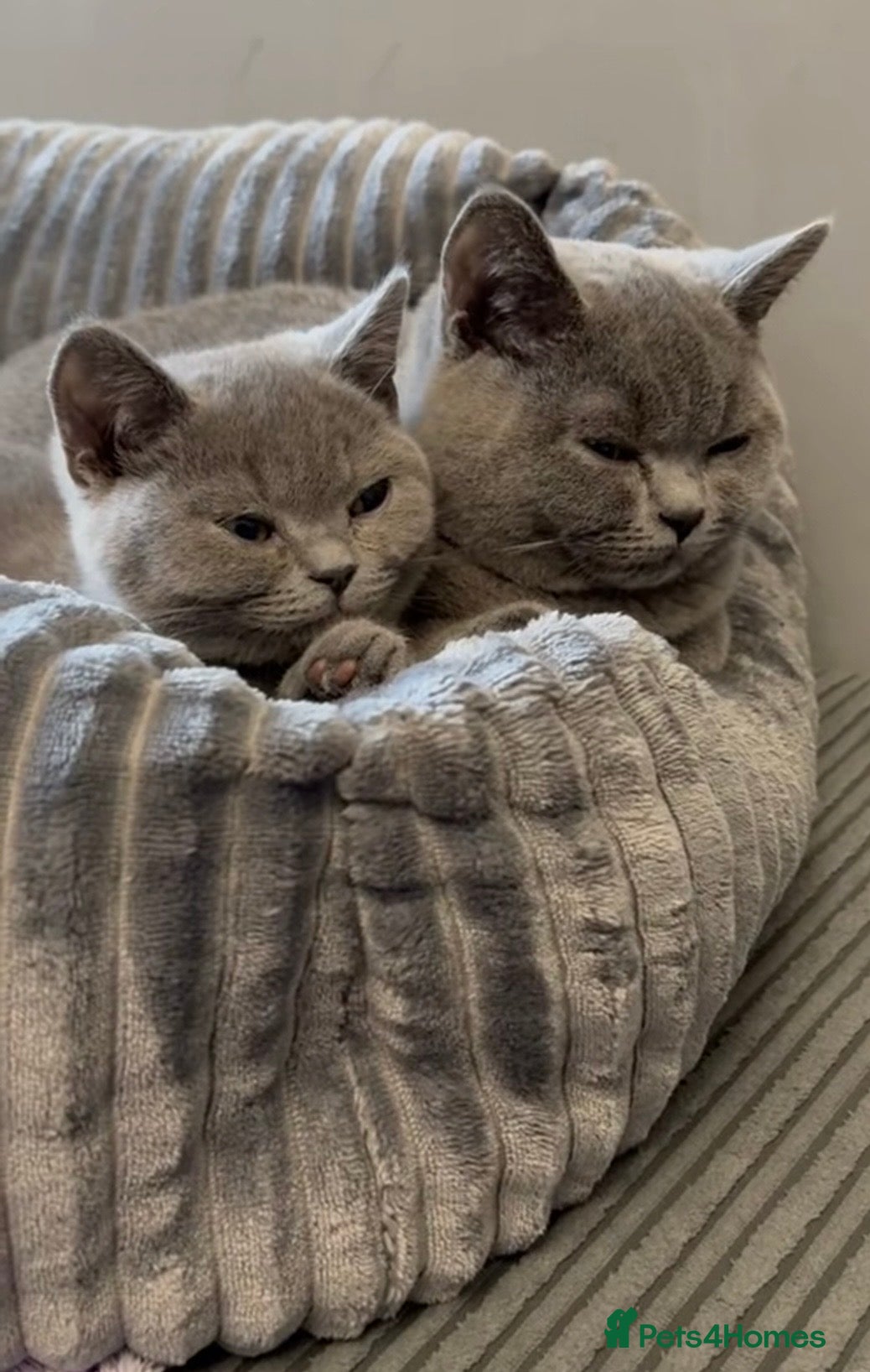 British Shorthair cats British Short Hair  - Advert 1