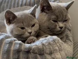 British Shorthair cats British Short Hair - Advert 1