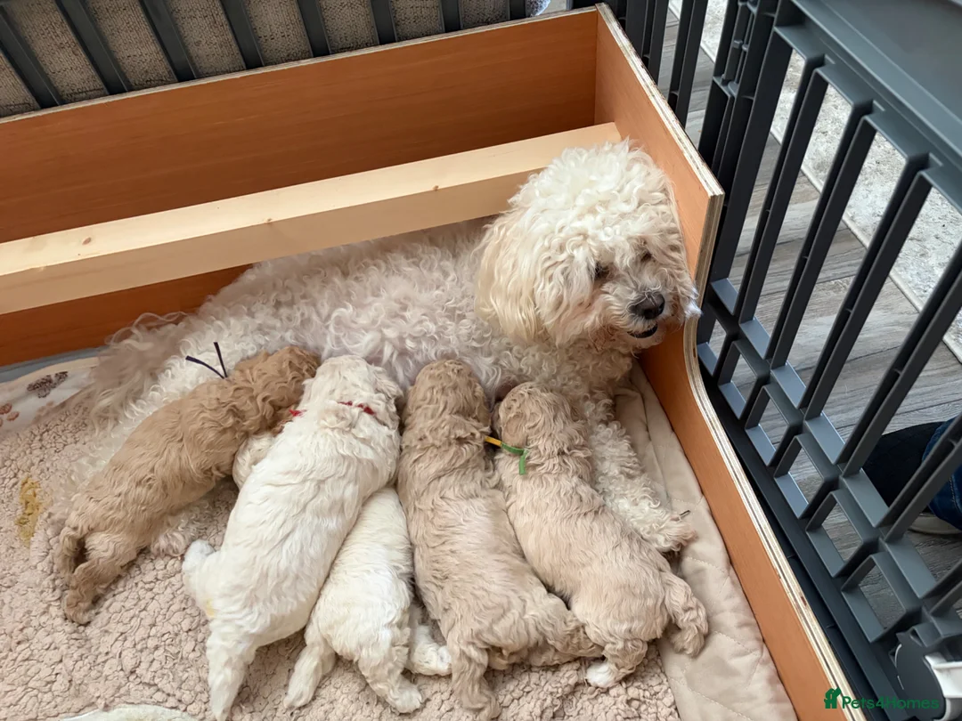 Mixed Breed dogs for sale: Beautiful White Poochon boy ❤️ - Advert 2