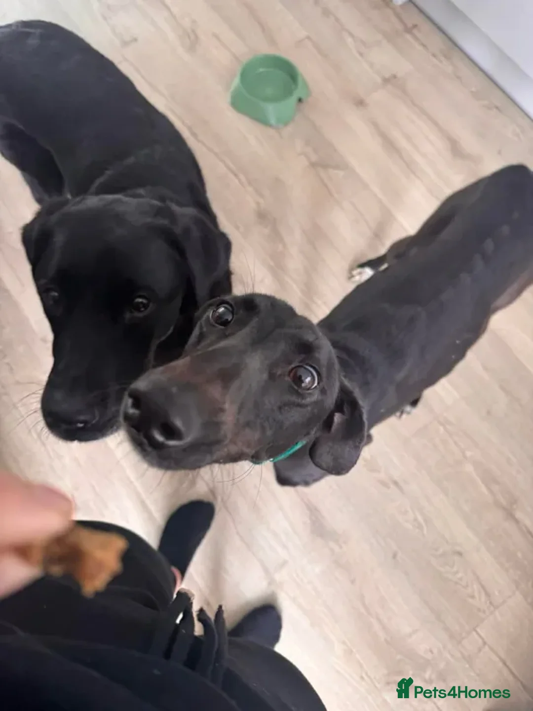 Greyhound dogs for adoption: Stanley - Advert 2