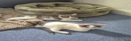 Mixed Breed cats for sale: Beautiful kittens ready for new home - Advert 7