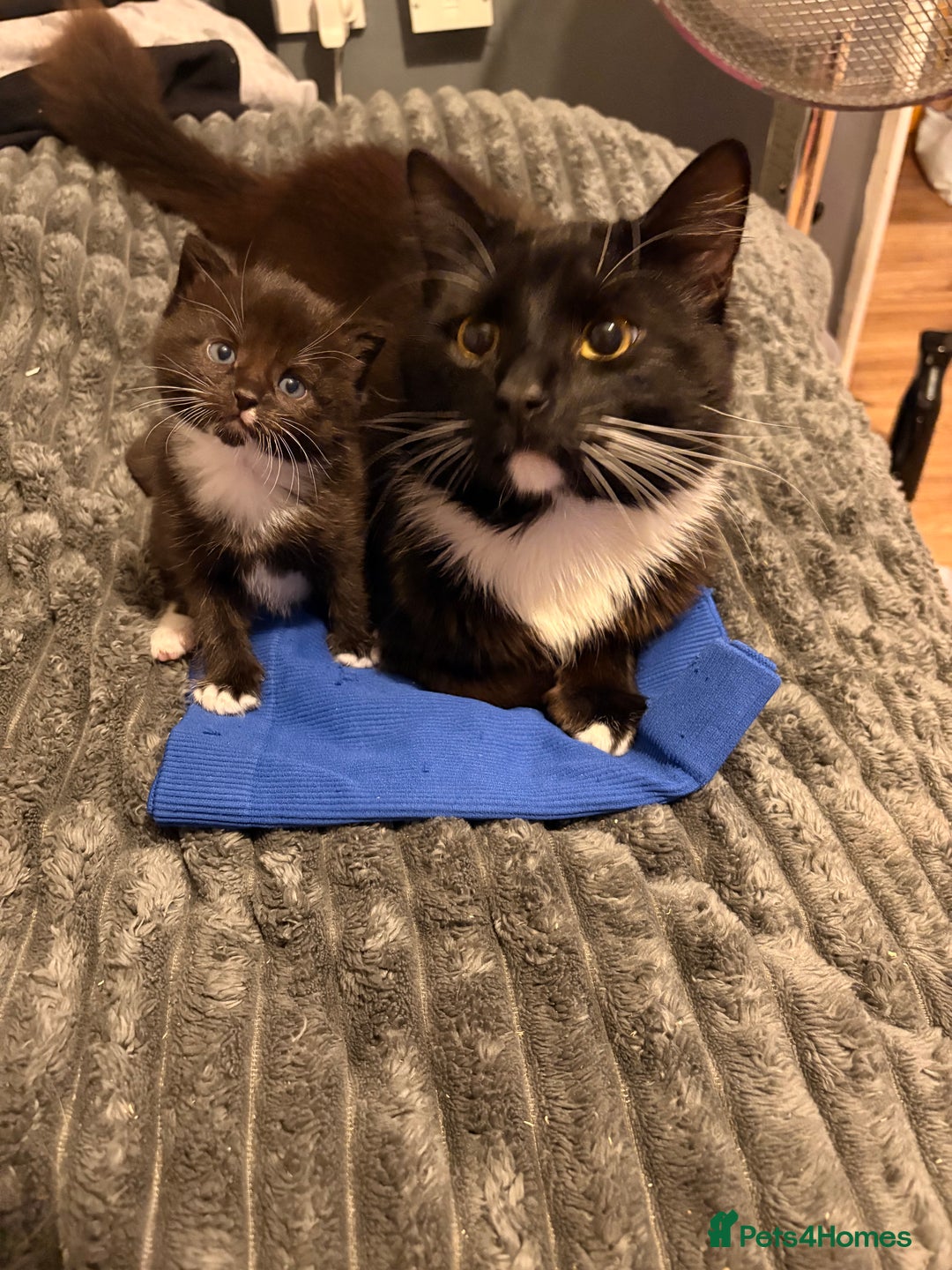 Mixed Breed cats for sale: 4 gorgeous boys 2 fluffy and a chocolate brown  - Advert 9