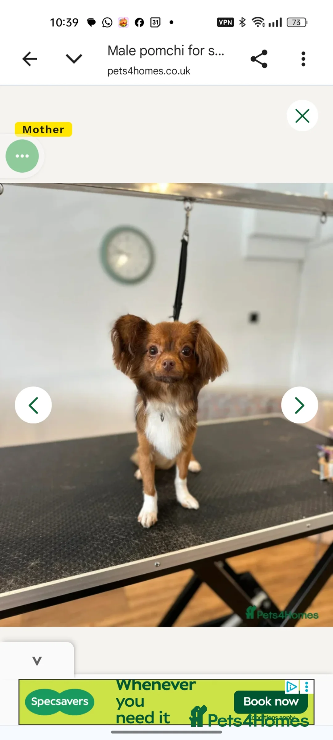 Mixed Breed dogs for sale: Male pomchi in Poole - Advert 1