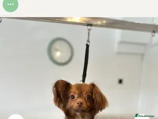 Mixed Breed dogs Male pomchi - Advert 4