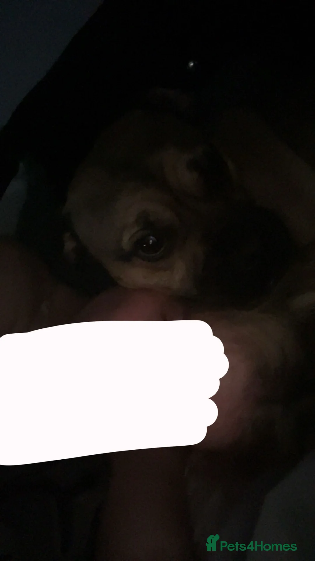 Jug dogs for sale: sweet dog looking for loving forever home in Stoke-on-Trent - Advert 8