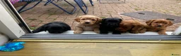 Cocker Spaniel dogs for sale: 2 boys ready now  - Advert 7