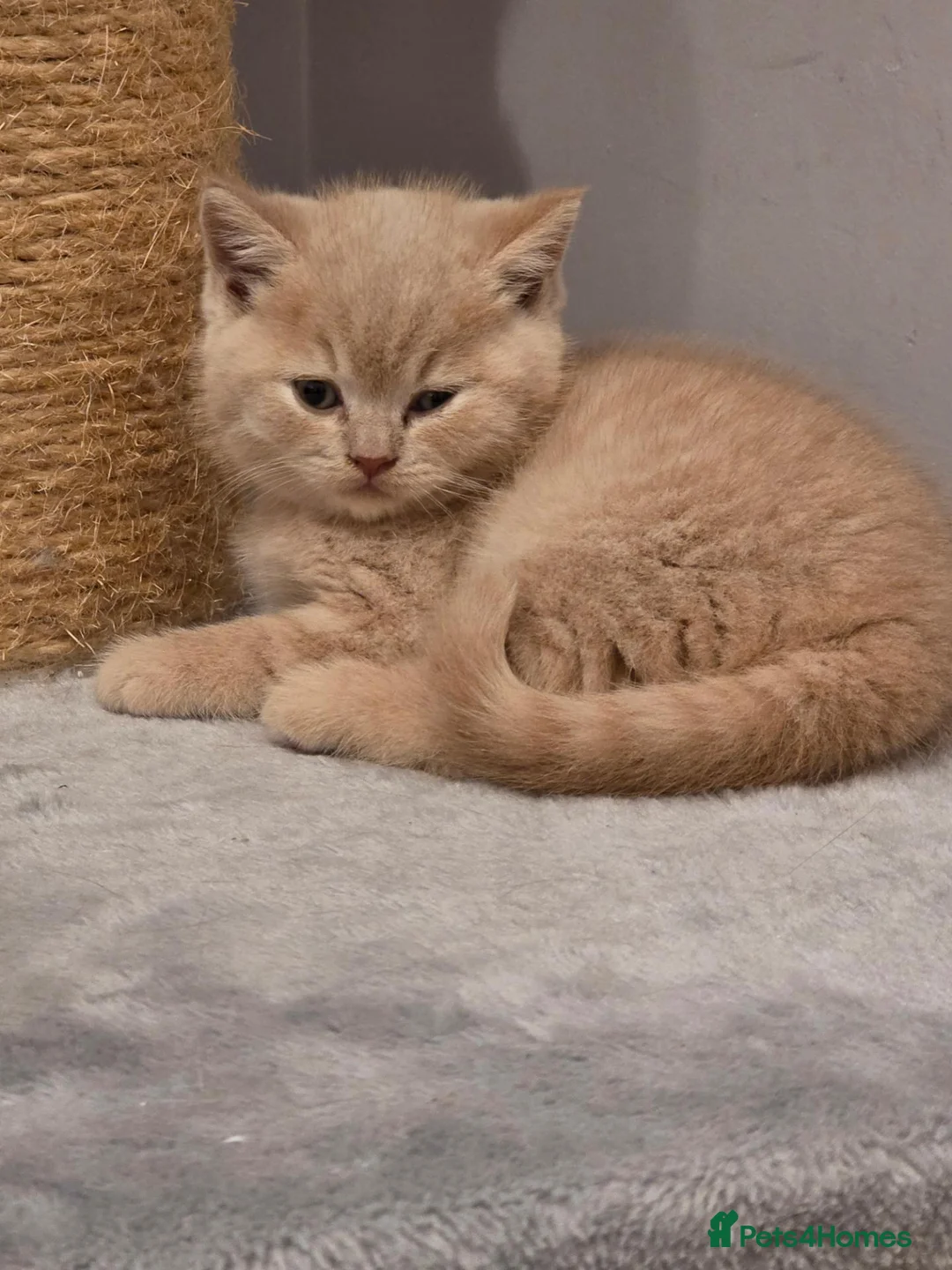 British Shorthair cats for sale: Kitten 1 - Advert 5