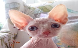 Sphynx cats for sale: Purebred Sphinx available.  - Image 6