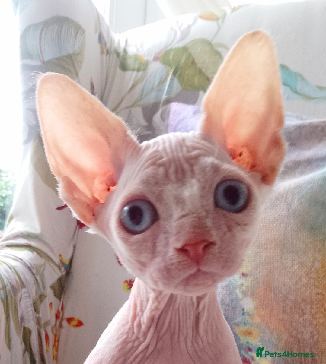 Sphynx cats for sale: Purebred Sphinx available.  - Image 6