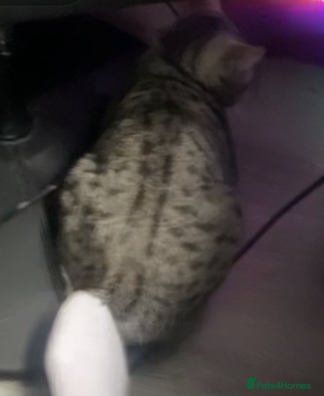 Bengal cats for sale: Bengal x American short hair mix - Image 8