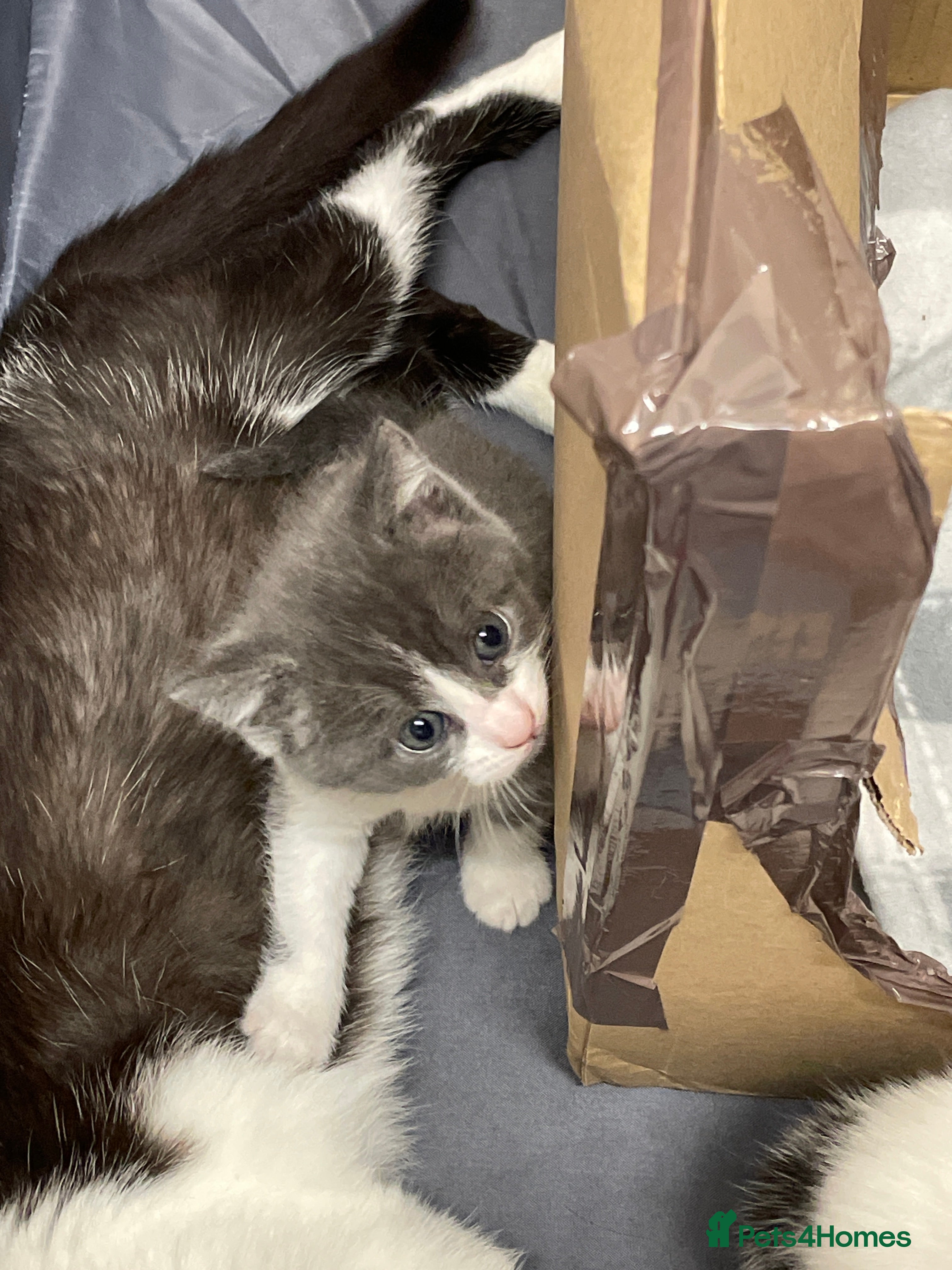 British Shorthair cats for sale: 2 male 1 female  in Chesterfield - Advert 11