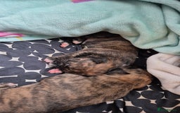 Mixed Breed dogs for sale: 8 beautiful huntaway x presa canario puppies  - Image 9