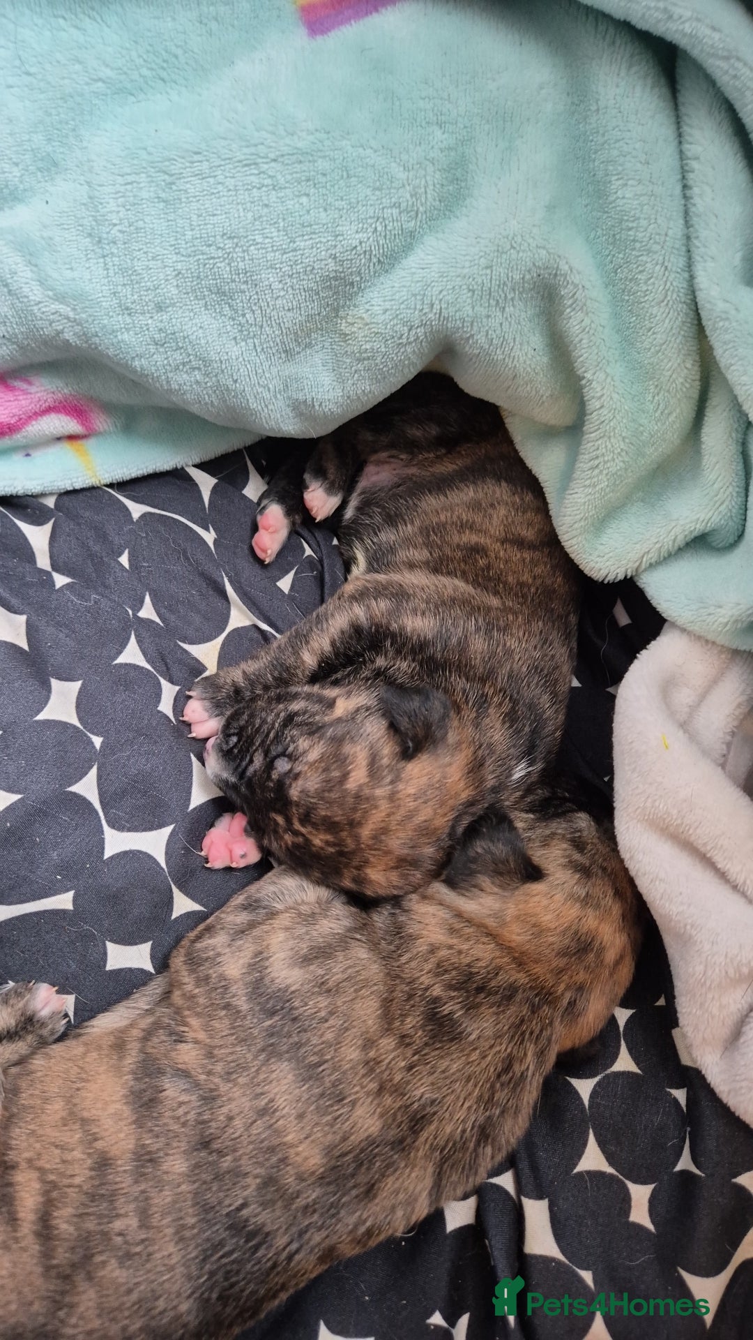 Mixed Breed dogs for sale: 8 beautiful huntaway x presa canario puppies  - Image 9