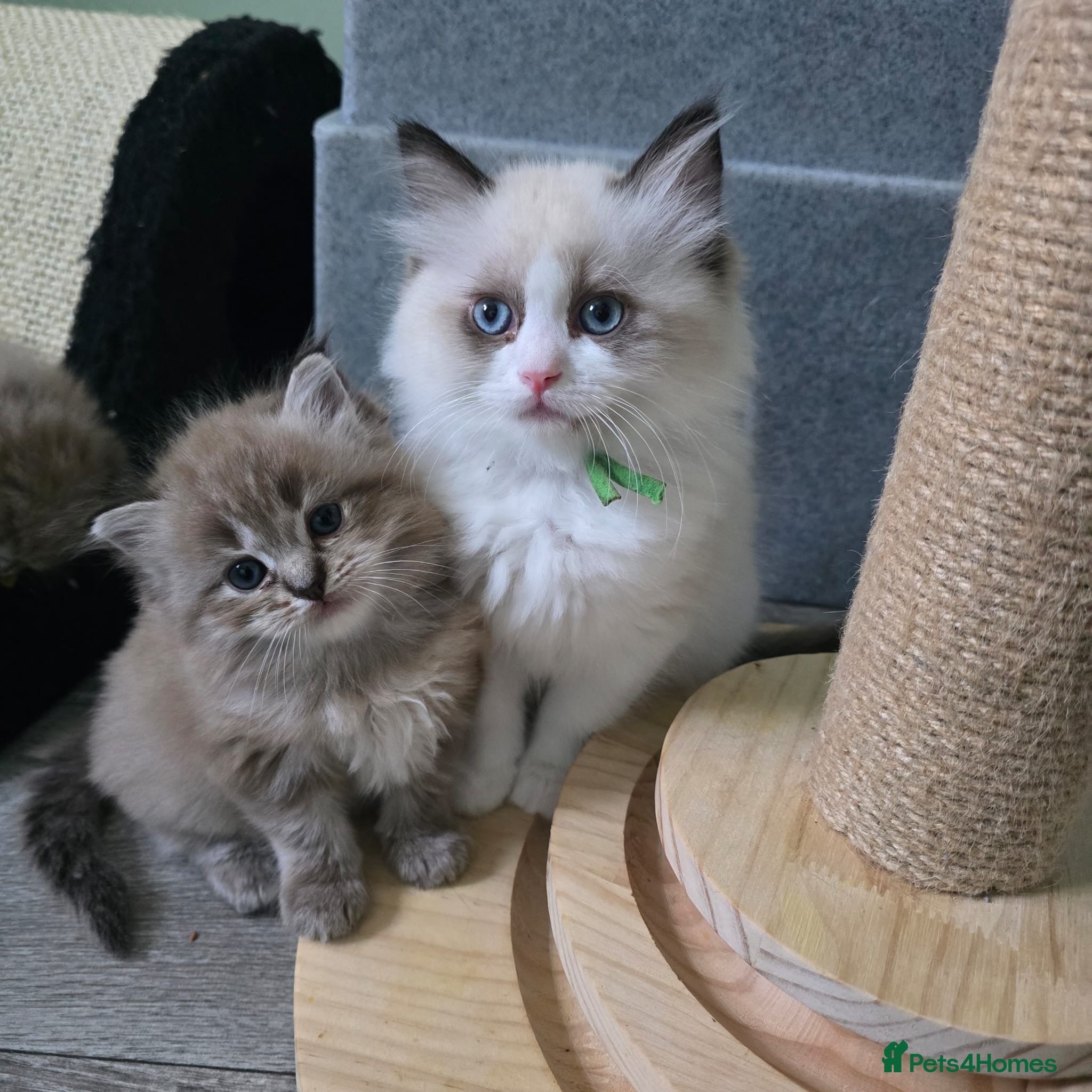 Ragdoll cats Registered Ragdoll Kittens for Sale - Advert 9