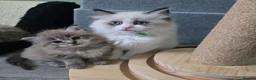 Ragdoll cats for sale: Registered Ragdoll Kittens for Sale - Advert 18