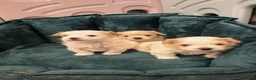 Yorkshire Terrier dogs for sale: 🐾 Golddust Yorkshire Terrier Puppies Available 🐾 - Advert 11