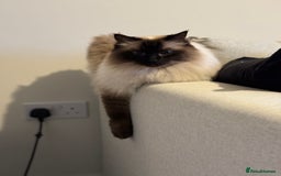 Ragdoll cats for sale: Loving Home Needed for Our Dear Cat, Nina - Image 4