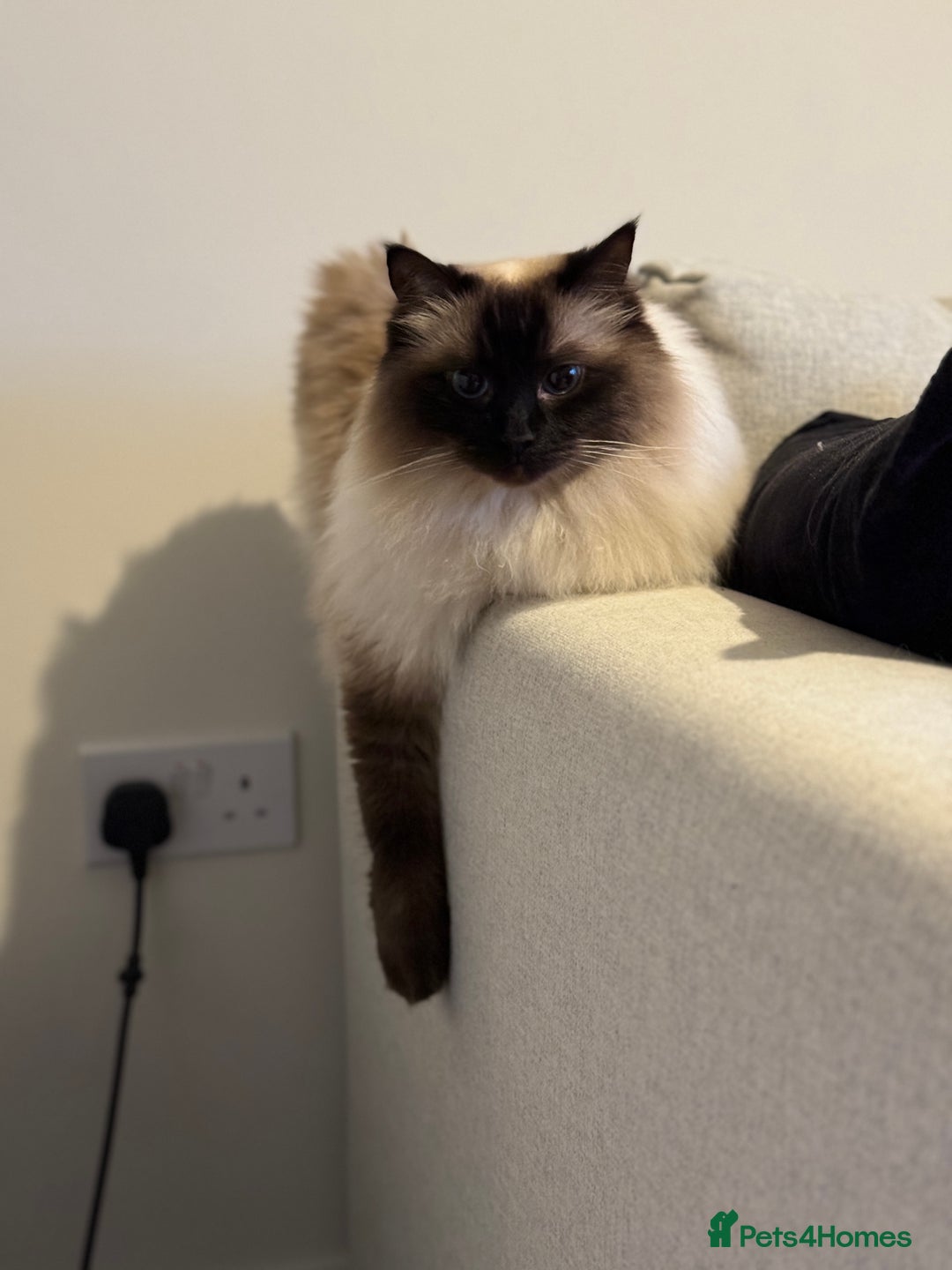 Ragdoll cats for sale: Loving Home Needed for Our Dear Cat, Nina - Image 4