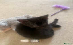Bombay cats for sale: Kittens - Advert 2