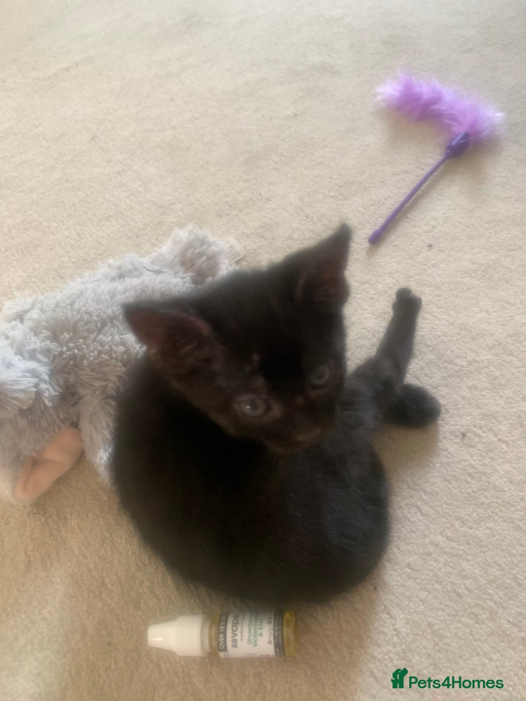 Bombay cats for sale: Kittens - Advert 2