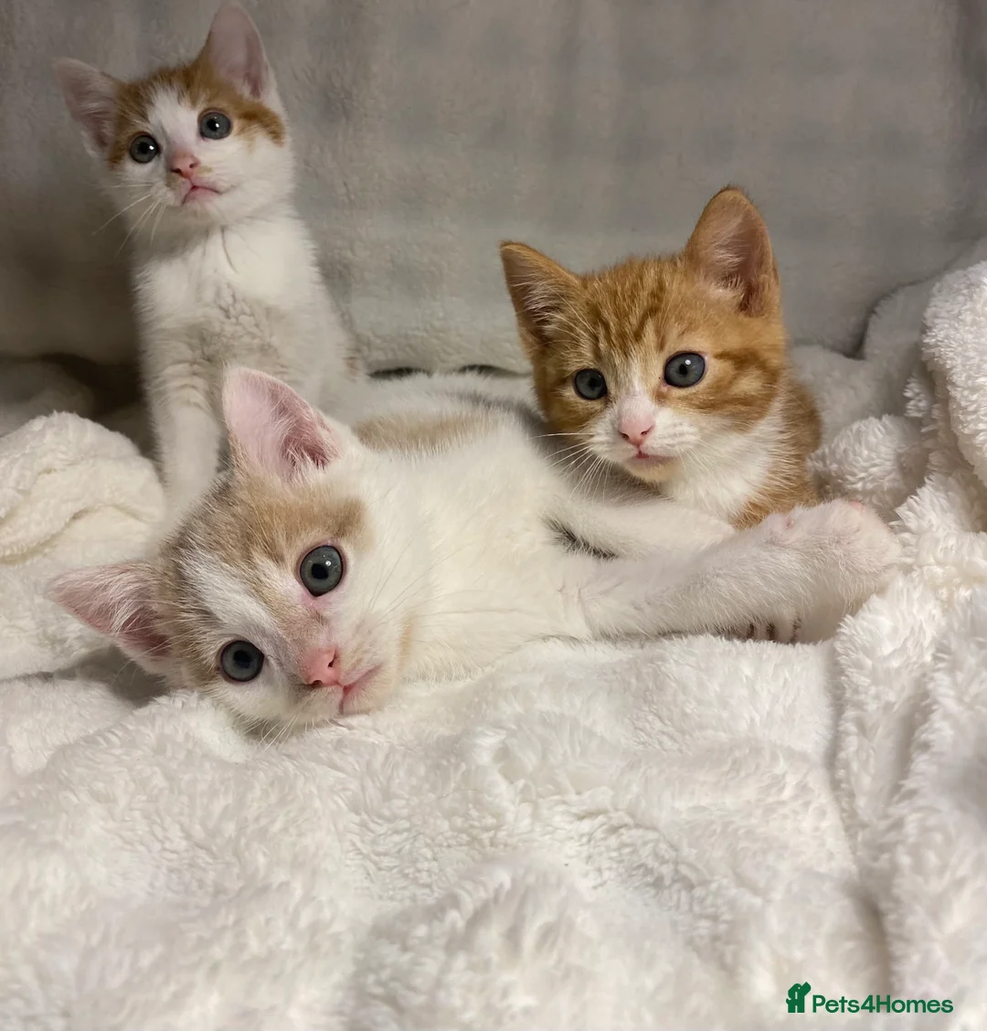Mixed Breed cats for sale: 3 Adorable Male Kittens Ready For Their New Home🏡 - Advert 1