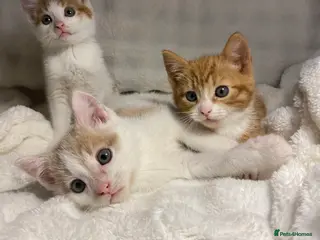 Mixed Breed cats 3 Adorable Male Kittens Ready For Their New Home🏡 - Advert 4