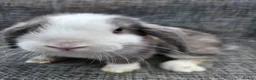 Mini Lop rabbits for sale:  mini lops for sale - Advert 4