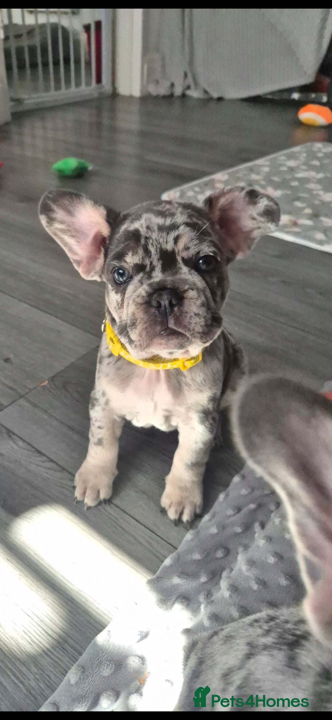 French Bulldog dogs  ​Happy,Healthy Pups Ready for Their Forever Homes - Advert 2