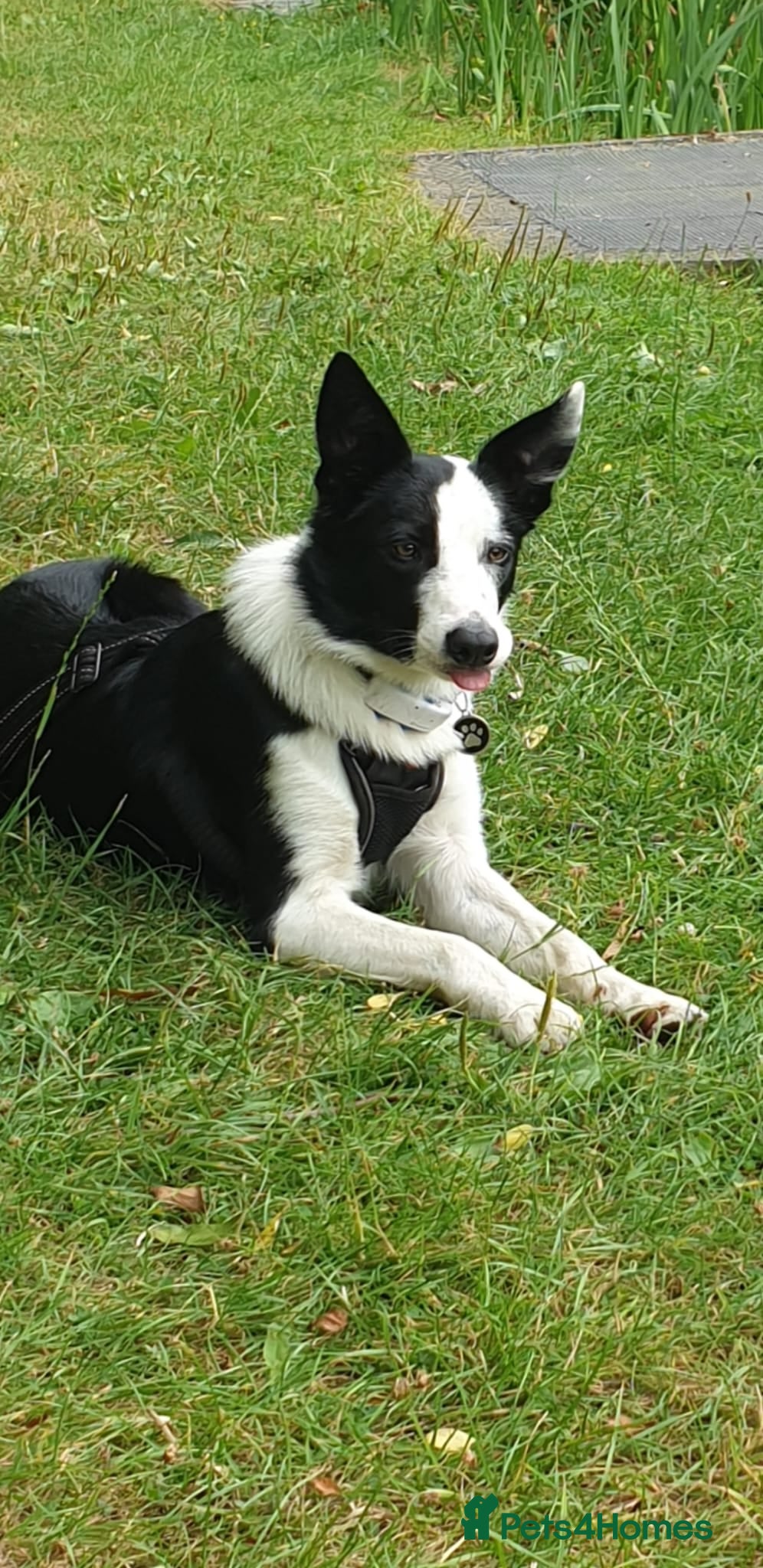 Border Collie dogs Milo for stud (PROVEN) in Chesterfield - Advert 10