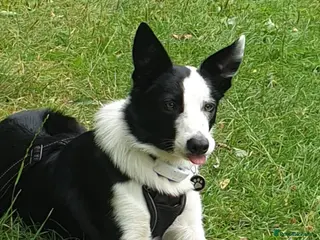 Border Collie dogs Milo for stud (PROVEN) in Chesterfield - Advert 11