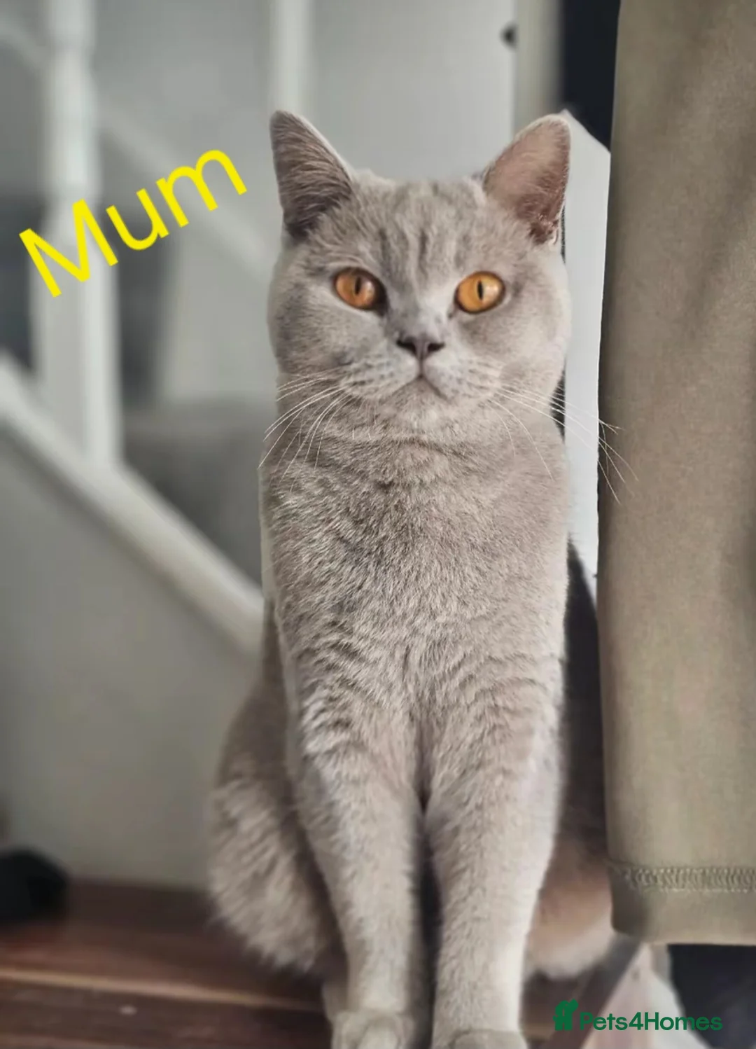 British Shorthair cats for sale: British short hair kittens  - Advert 2