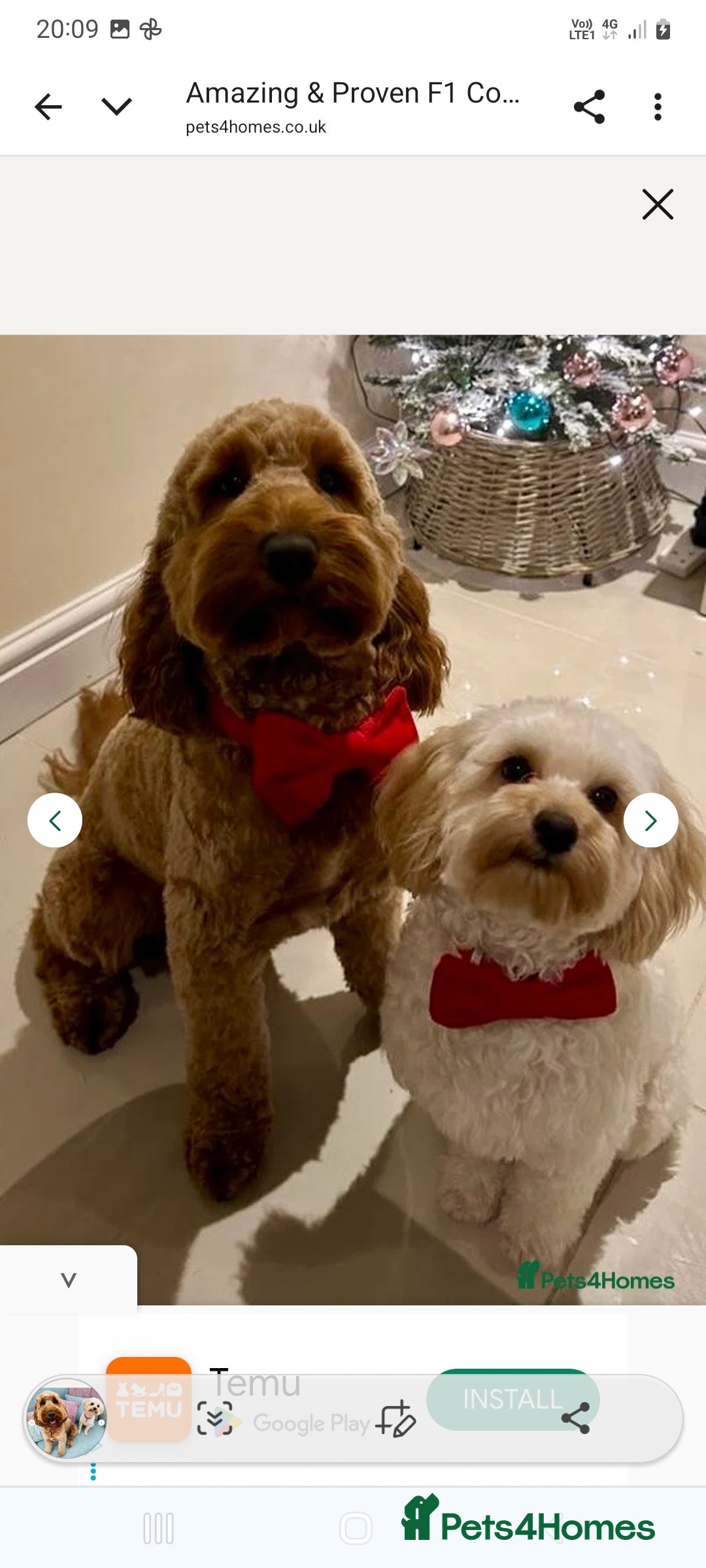 Cockapoo dogs for sale: F2 Cockapoo - Image 8