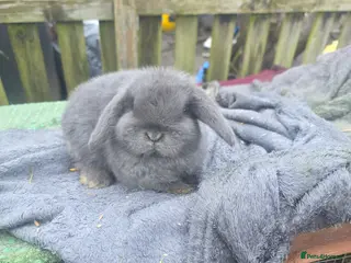 Mini Lop rabbits Mini lop - Advert 5