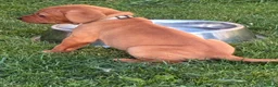Labrador Retriever dogs for sale: F1 Labrador x Vizsla - Advert 16