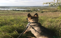 German Shepherd dogs for sale: Dark Sable German Shepherd Puppy (Male) - Advert 8