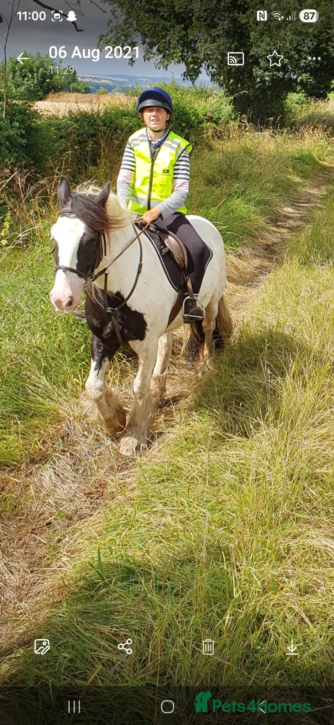Irish Cob horses for sale: Seb the super cob!  - Advert 5