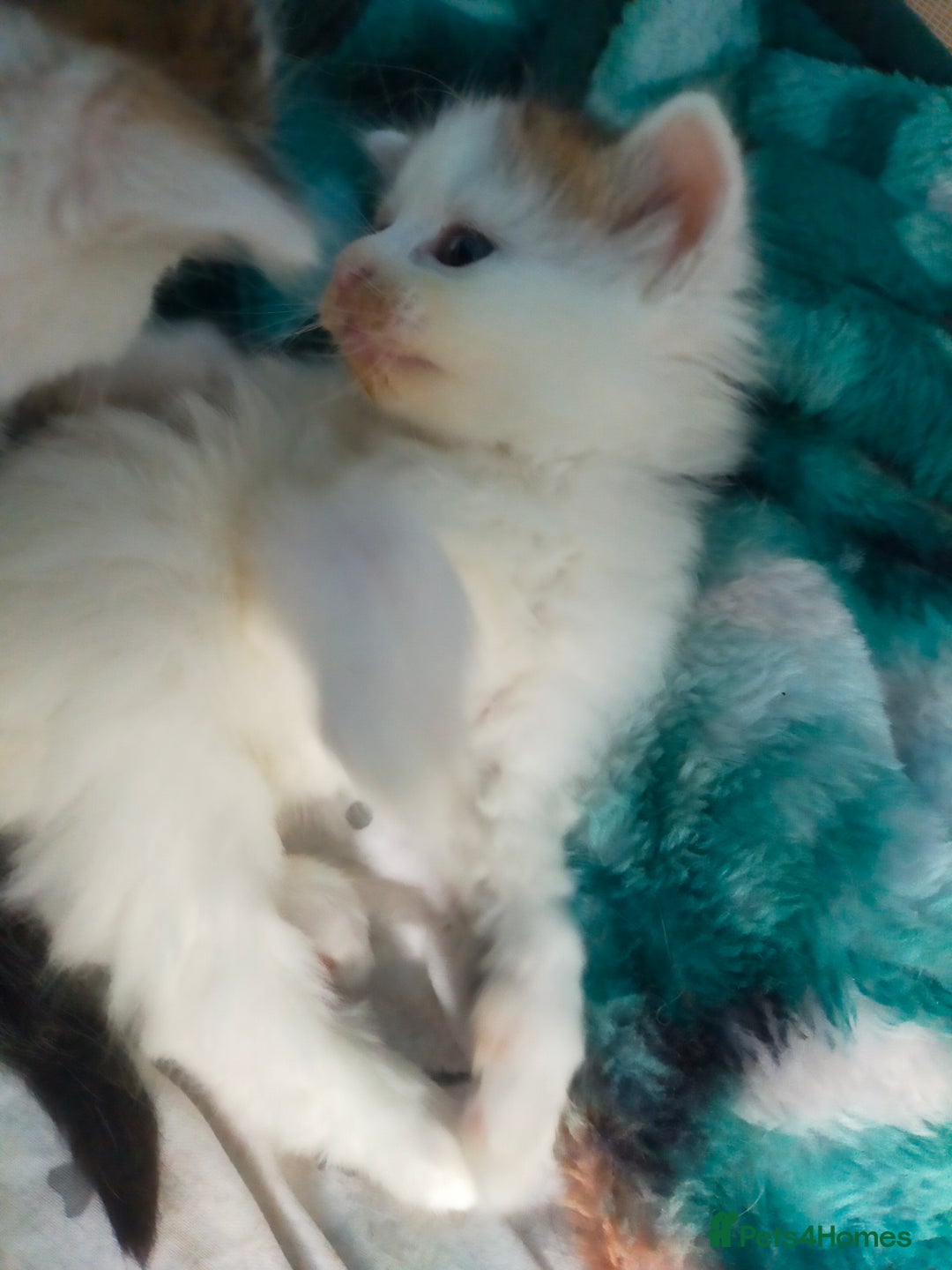 Mixed Breed cats for sale: Four lovely fluffy kittens  - Image 10