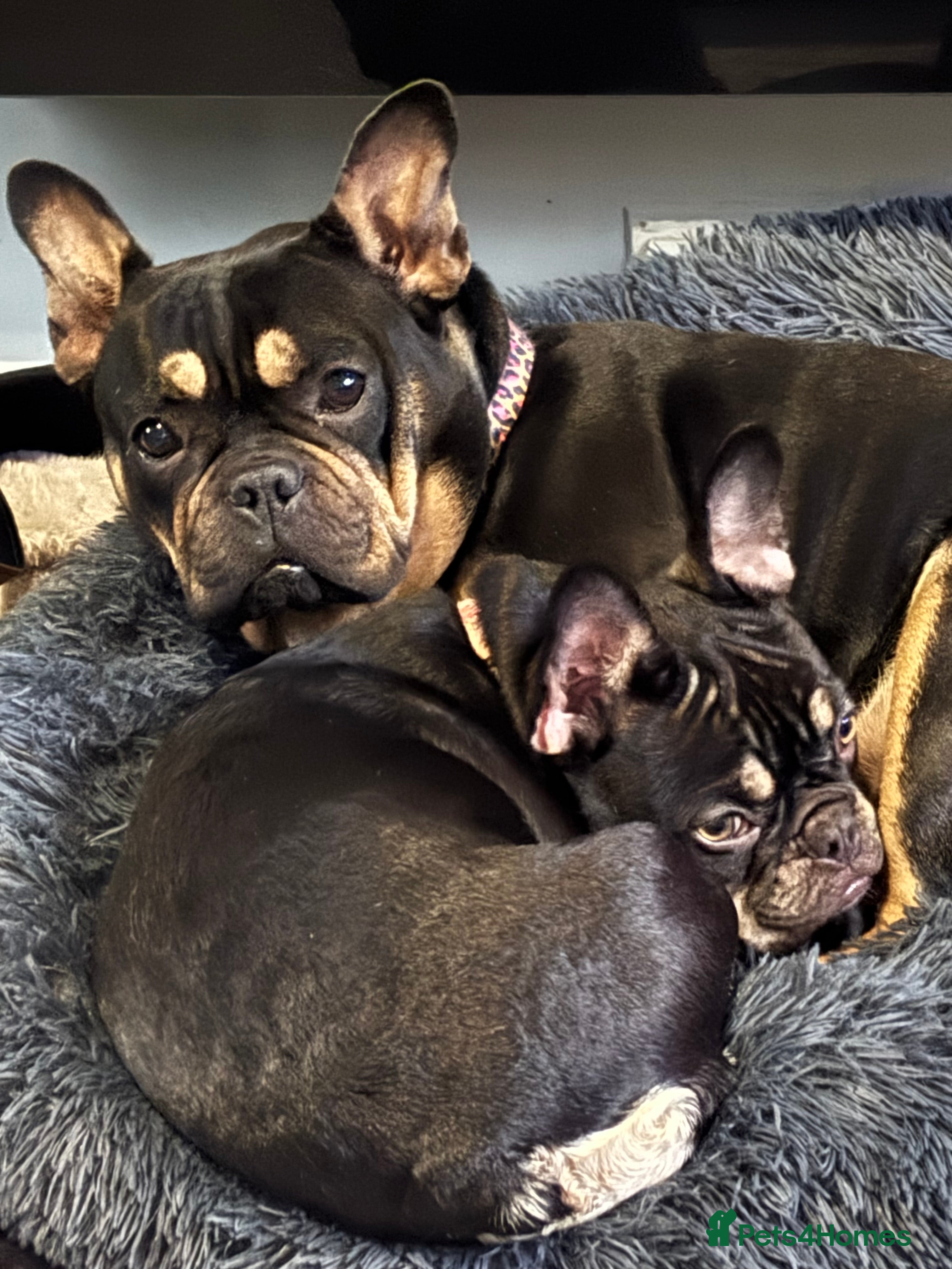 French Bulldog dogs Kc registered chocolate and tan  - Advert 8