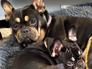 French Bulldog dogs - Advert 11